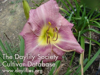 Daylily Chicago Queen